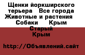 Щенки йоркширского терьера - Все города Животные и растения » Собаки   . Крым,Старый Крым